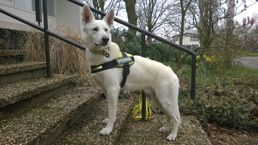 K9 Praktijkspeuren