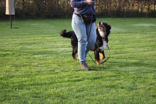 Dog Choice hondentraining & coaching
