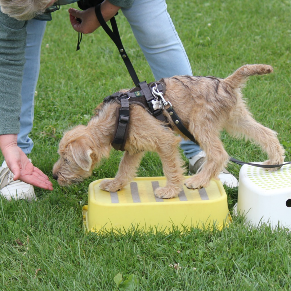 Dog Choice hondentraining & coaching