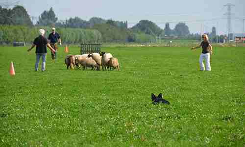 Schapendrijven