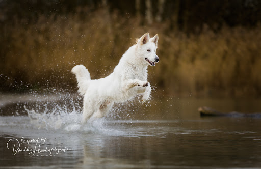 Dogcases hondengedragstherapie en Inspired by Bandhu Hondenfotografie