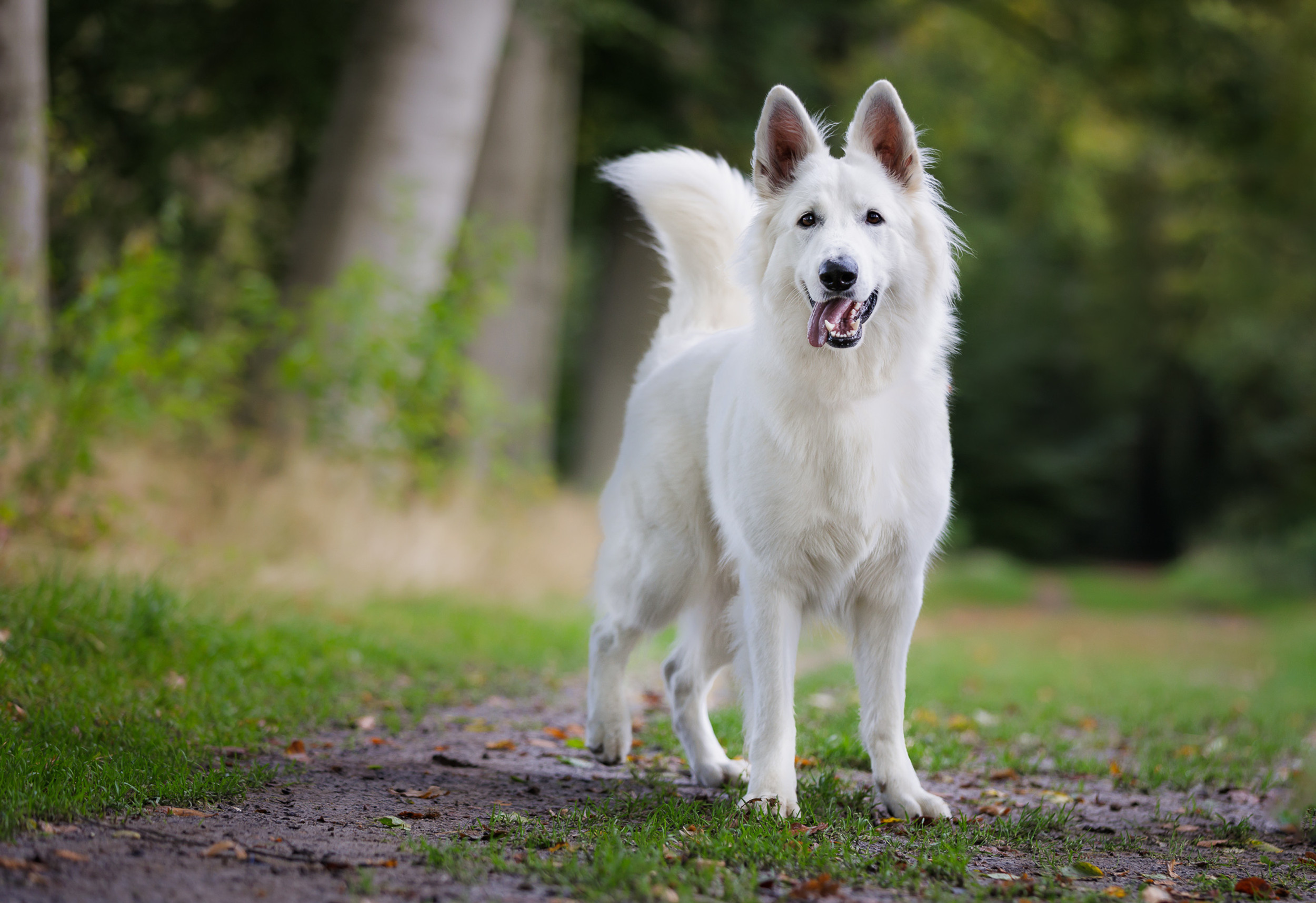 Dogcases hondengedragstherapie en Inspired by Bandhu Hondenfotografie
