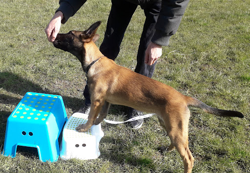 Trustdogs
