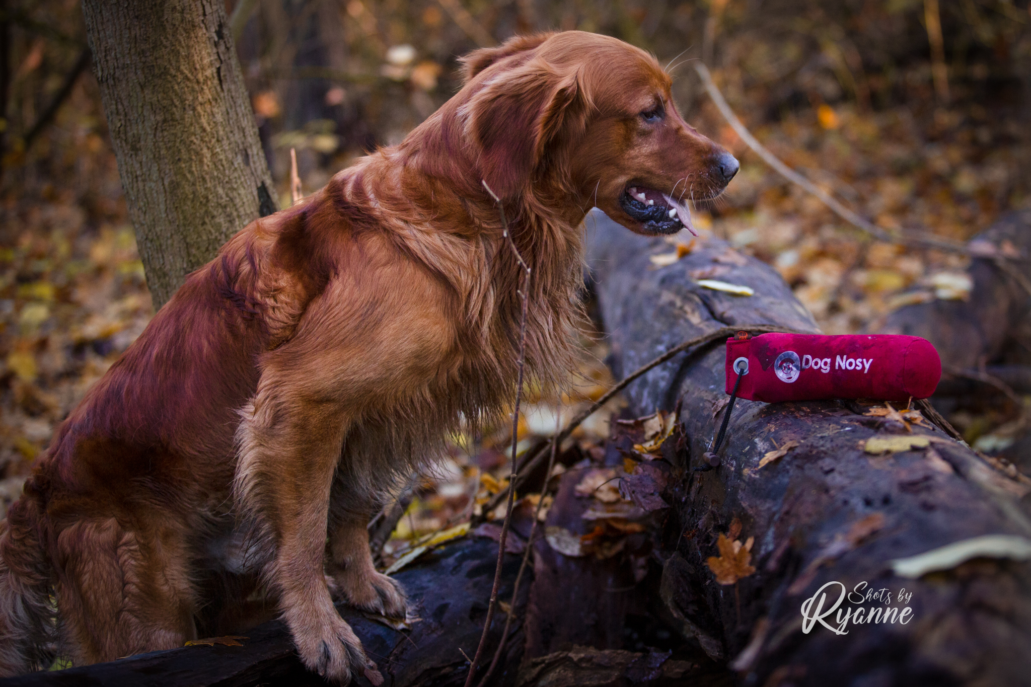 Hondentraining Dog Nosy