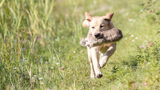 Hondenschool DogWork