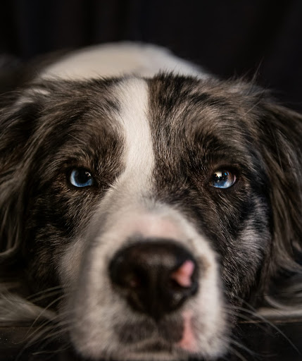 Honden Vrienden Zeeland