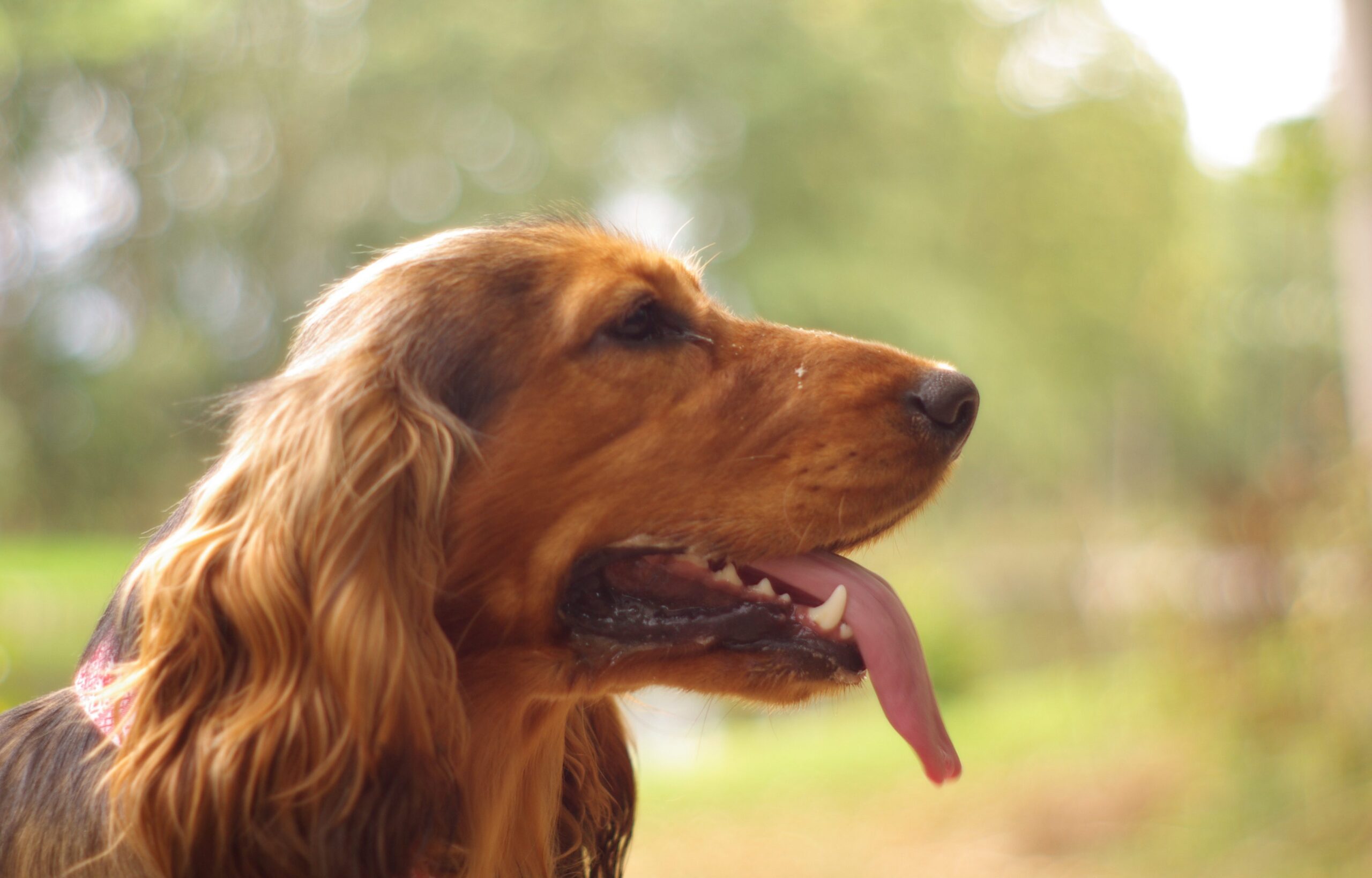 Honden Vrienden Zeeland