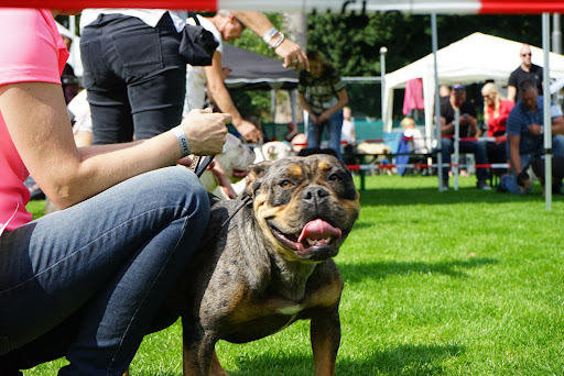 Dog Training School