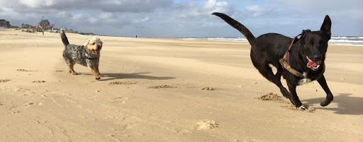 Quiebus Hondenschool Bollenstreek