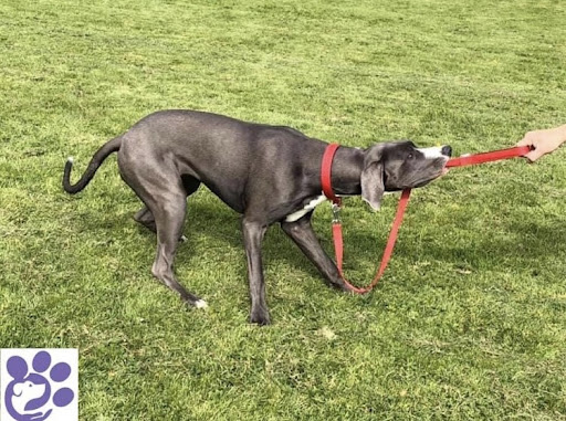 Hondenschool Hond & Mens