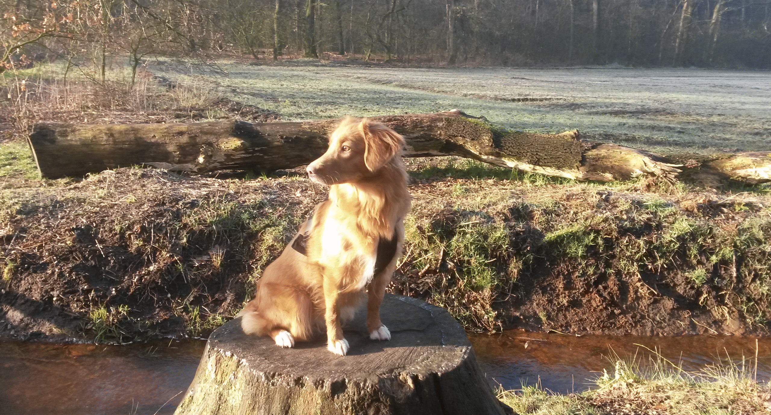 a Lot of...fun & coaching voor jou en je hond