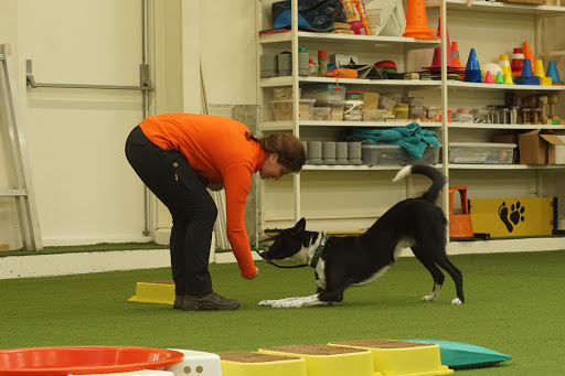 Dogs 4 Joy