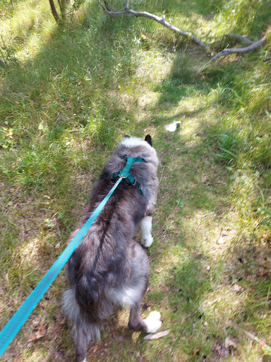 Animal C.A.T. - Hondentraining - Praktijkspeuren - Puppycursus - Hondenschool