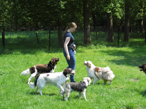 BeLeefHonden
