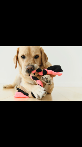Hondenschool & -professional The Art of Dog Training-NL