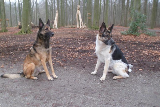 De Brave Herder