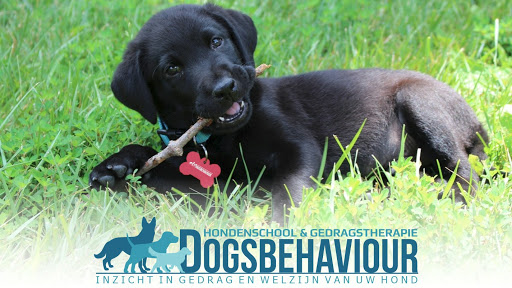 Hondenschool Dogsbehaviour Den Haag