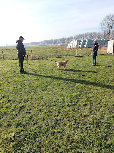 Hondenschool Hond & Co
