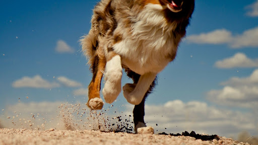 DogStars Hondenschool Alphen aan den Rijn
