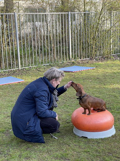 Hondenschool op Maat