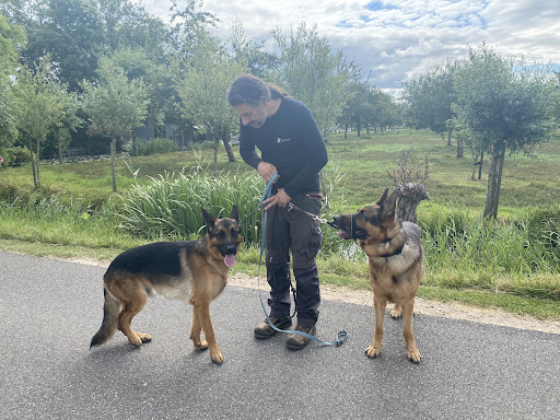Shuki's dog services