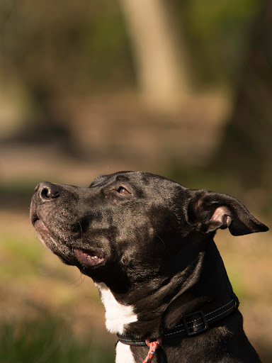 Dogs and More