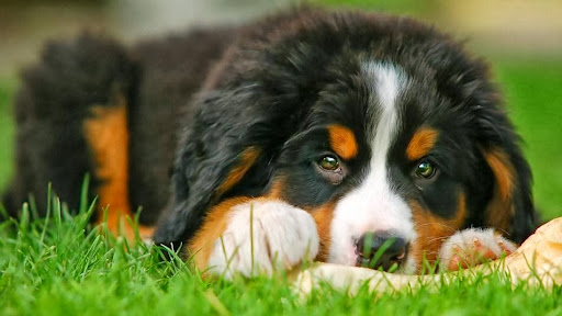 Dogcollege
