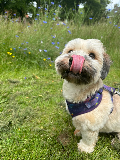KynoGedrag Gedragstherapie voor honden