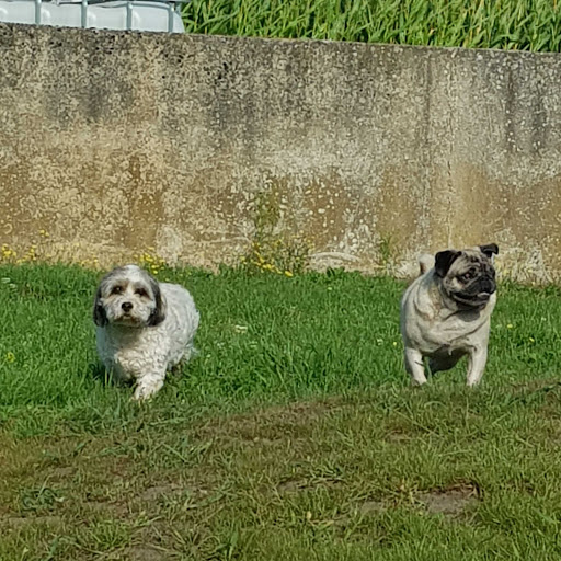 Healthy Dogs