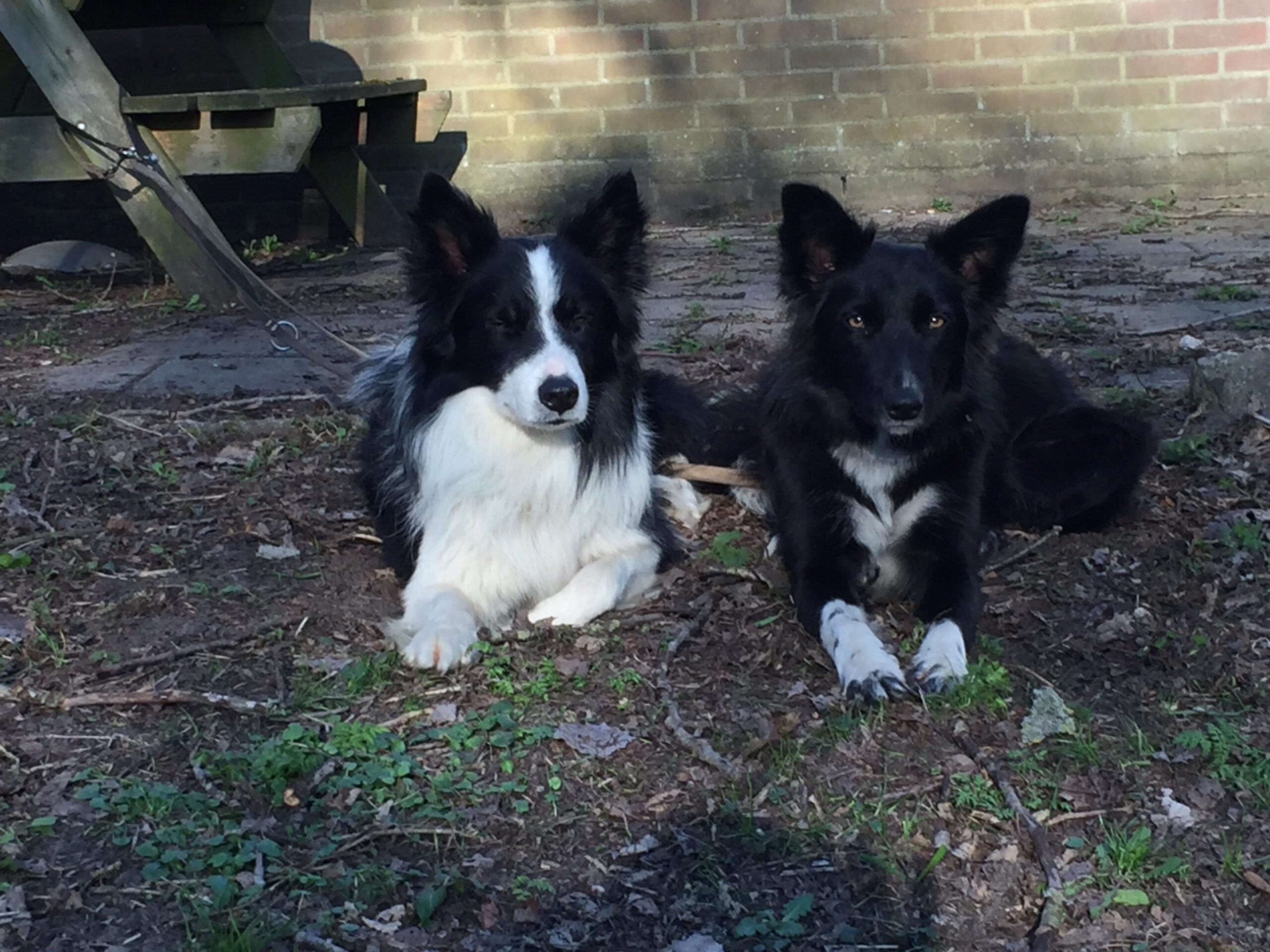 Hondentraining Without Cookies