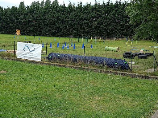 Hondenschool Sociaal leren