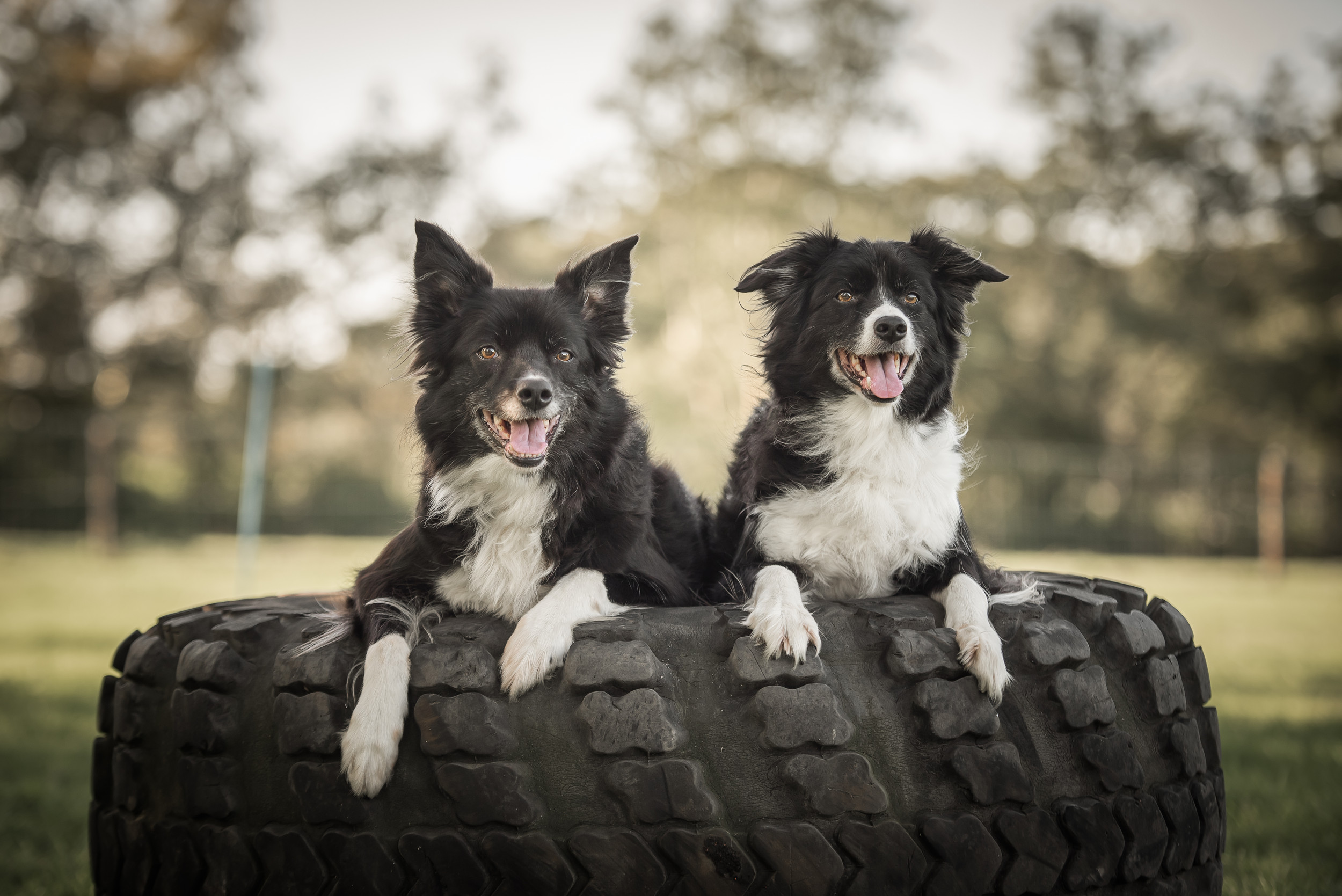 Challenge4dogs