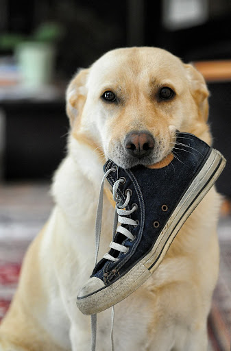 Hond in Huis