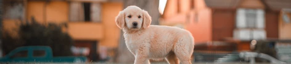 It's a doggy day