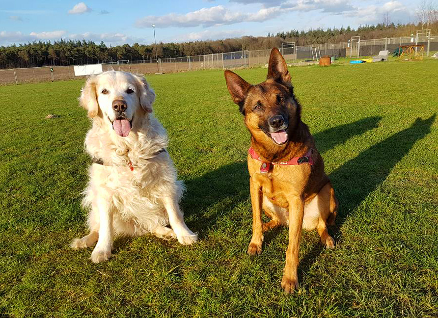 Hondenschool "Canis Cunerae"