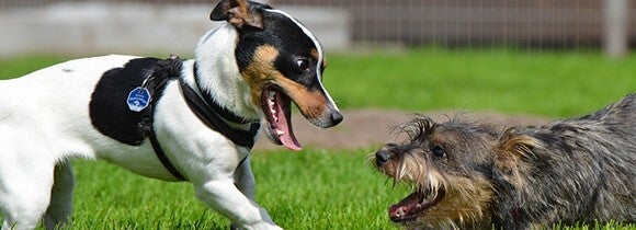 Hondenschool Lunadogs