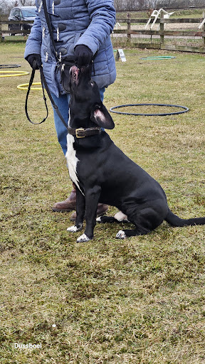 Dussboel Hondenschool / Pet Health Centrum/ Puppycursus/Gedragstherapie / Kennel Continentale Bulldog /Hondenpension