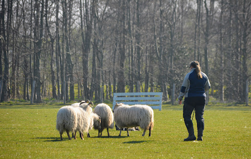 Loek Geerlings - Dog Trainer & Sheepdog Training
