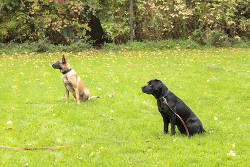K9reflections Hondentraining