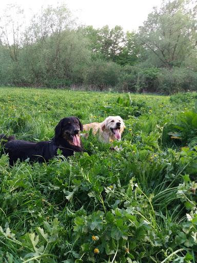 Hondentraining Dog Team