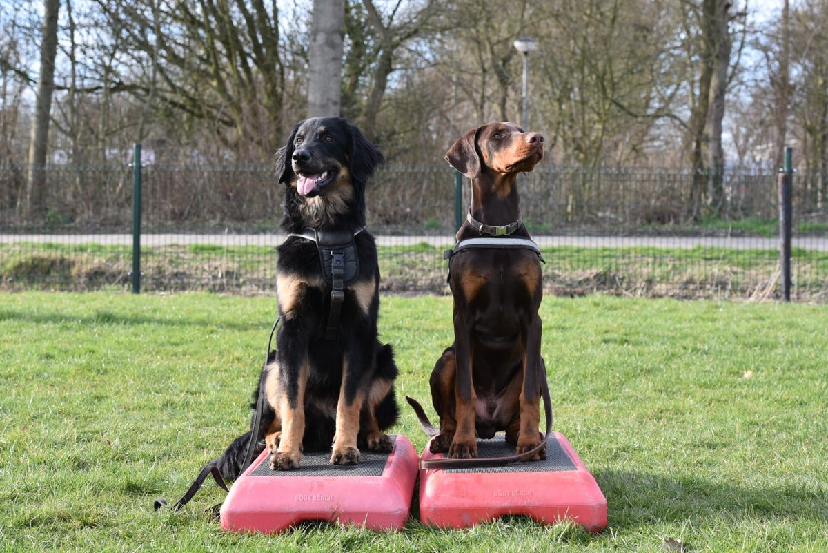 Hondentraining Dog Team
