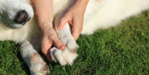 KynoFlow - hondenmassage, myotherapie en balans