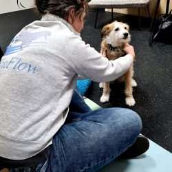 KynoFlow - hondenmassage, myotherapie en balans