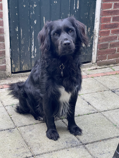 dogNL voor training en advies in hondengedrag