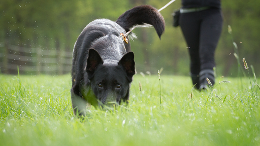 Werken met je hond