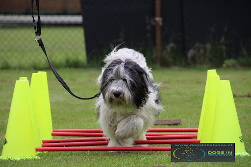 Dogs In Balance