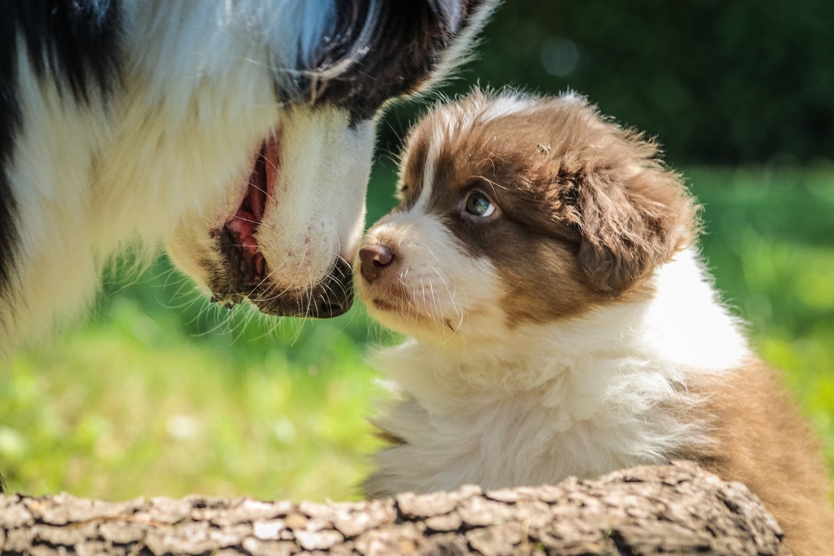 Gooische Hond