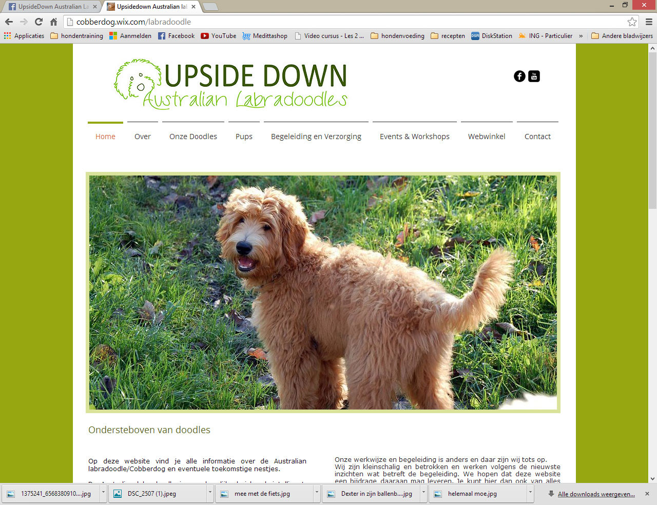 Upsidedown Labradoodles