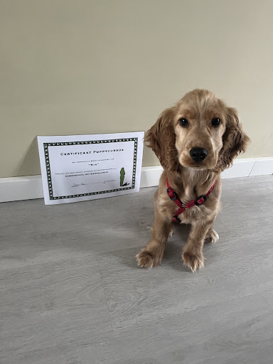 Dog School Kwispelaartje