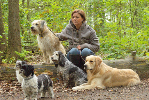 Dream Buddy's Hondencentrum voor Dagopvang en training van je hond